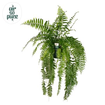 Nephrolepis bisserata 'Macho'