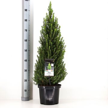 Picea glauca PERFECTA