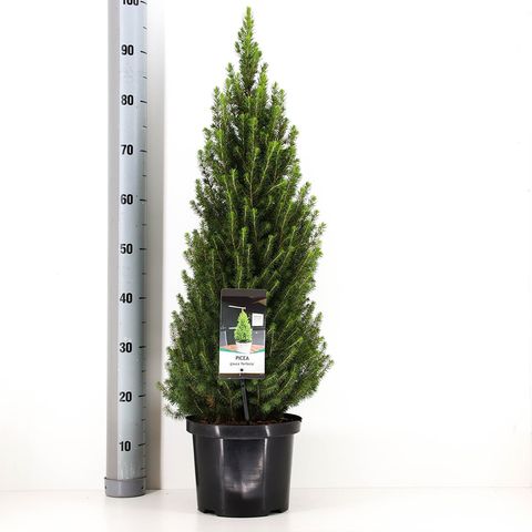 Picea glauca PERFECTA (Bremmer Boomkwekerijen)