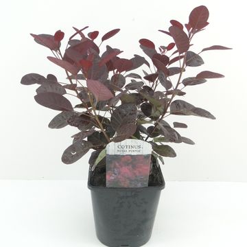 Cotinus coggygria 'Роял Пепл'