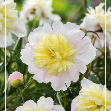 Paeonia 'Primevère'