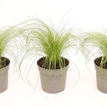 Stipa tenuissima 'Ponytails'