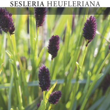 Sesleria heufleriana