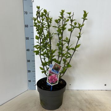 Hibiscus syriacus MAGENTA CHIFFON