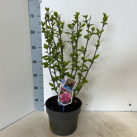 Hibiscus syriacus MAGENTA CHIFFON