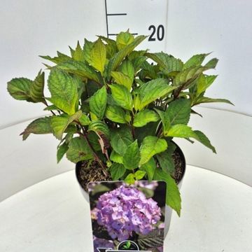 Hydrangea serrata 'Preziosa'