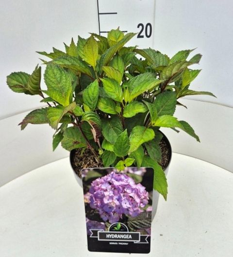 Hydrangea serrata 'Preziosa'