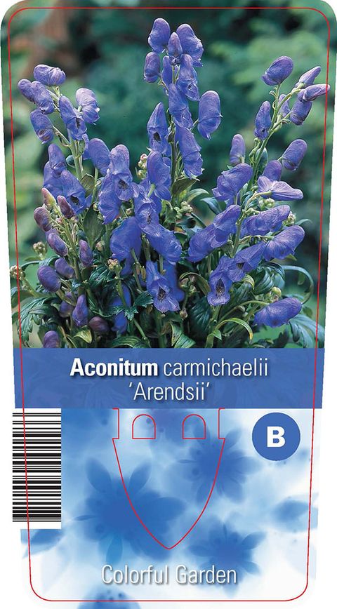 Aconitum carmichaelii 'Arendsii'