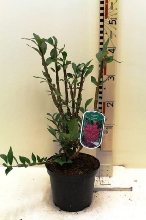 Euonymus alatus 'Compactus'