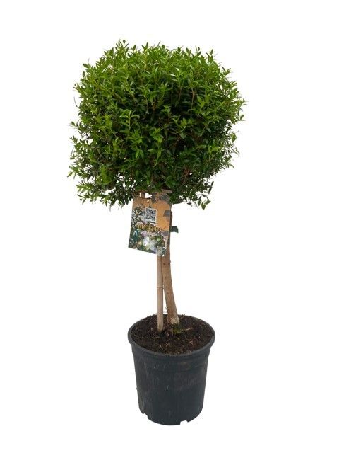 Myrtus communis