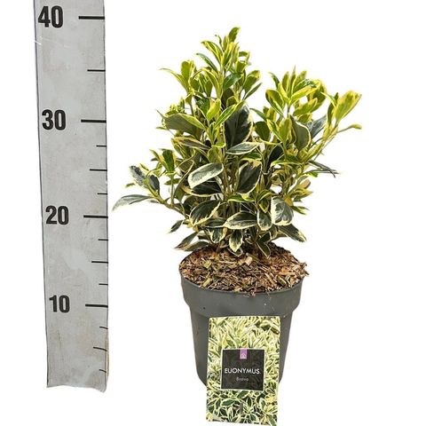 Euonymus japonicus 'Bravo'