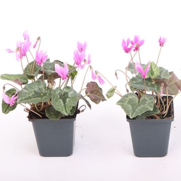 Cyclamen hederifolium PINK