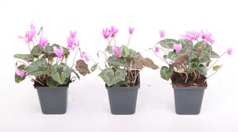 Cyclamen hederifolium PINK