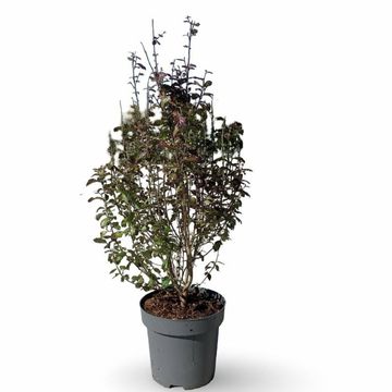 Parrotia persica PERSIAN SPIRE