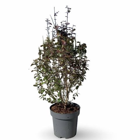 Parrotia persica PERSIAN SPIRE
