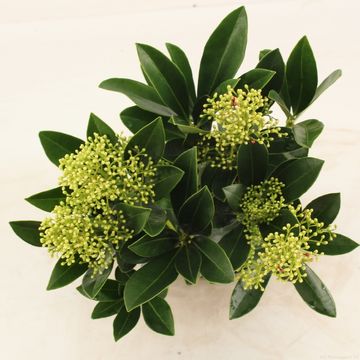 Skimmia japonica 'Finchy'