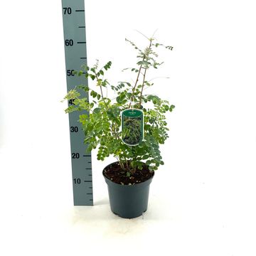 Caragana arborescens