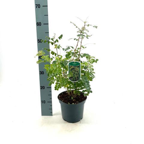 Caragana arborescens