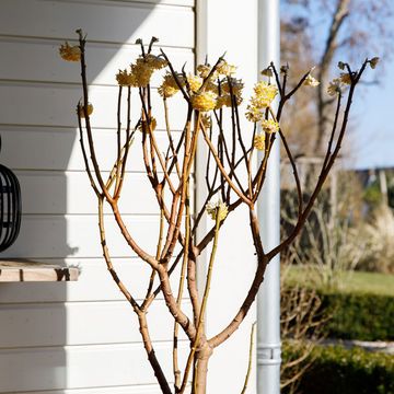 Edgeworthia chrysantha 'Grandiflora'