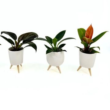 Філодендрон MIX