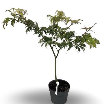 Acer japonicum 'Aconitifolium'