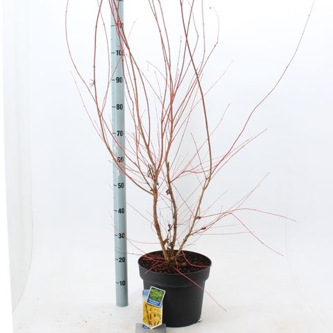 Acer palmatum 'Сангокаку'