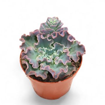 Echeveria shaviana