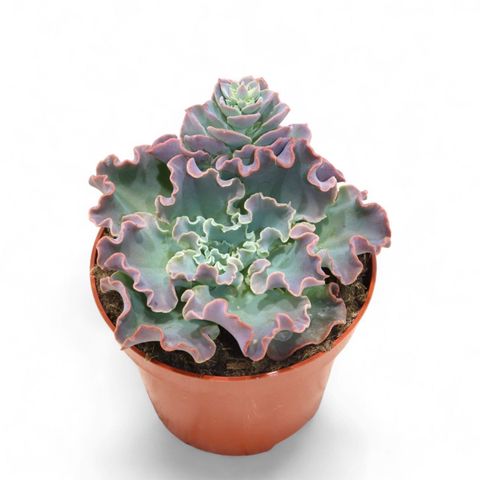 Echeveria shaviana