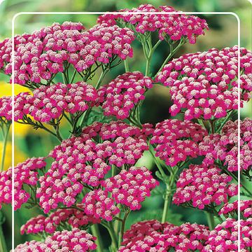 Achillea millefolium 'Summerwine'