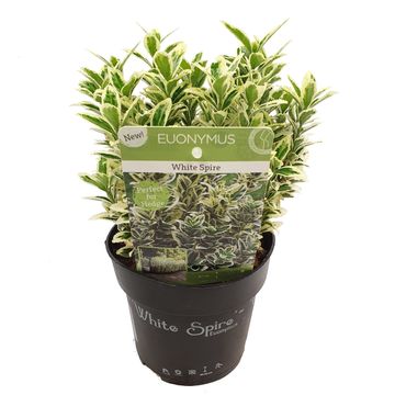 Euonymus japonicus 'White Spire'