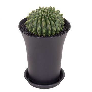 Gymnocalycium SPINELESS WORM