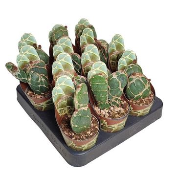 Opuntia zebrina reticulata 'Cobra'