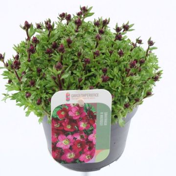 Saxifraga TOURAN DEEP RED