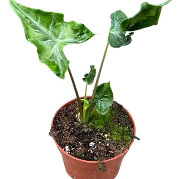 Alocasia 'Teletubbies'