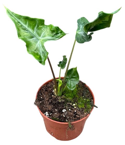 Alocasia 'Teletubbies'