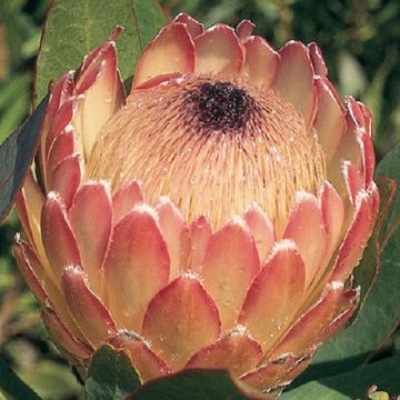 Protea 'Susara'