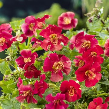 Mimulus 'Bonfire Red'