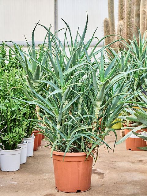 Aloe arborescens