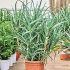 Aloe arborescens