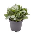 Crassula 'Moneymaker'