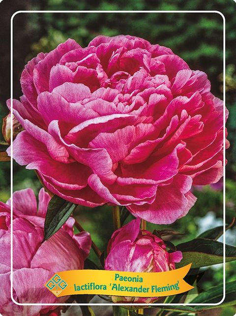 Paeonia 'Alexander Fleming'