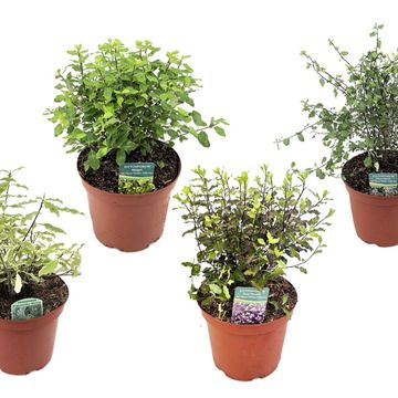 Pittosporum MIX
