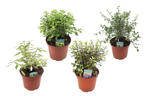 Pittosporum MIX