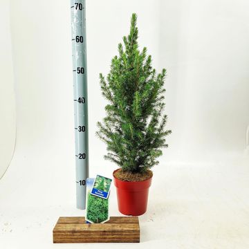 Picea glauca 'Conica'