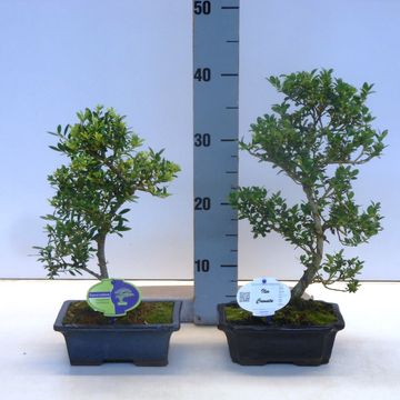 Ilex crenata