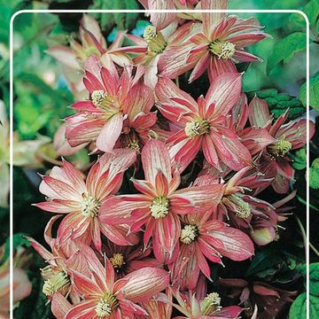 Clematis MONTANA MIX (M)