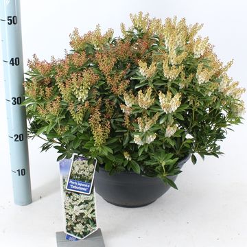 Pieris japonica 'Debutante'
