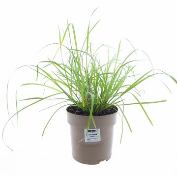 Pennisetum villosum 'Fluffy'