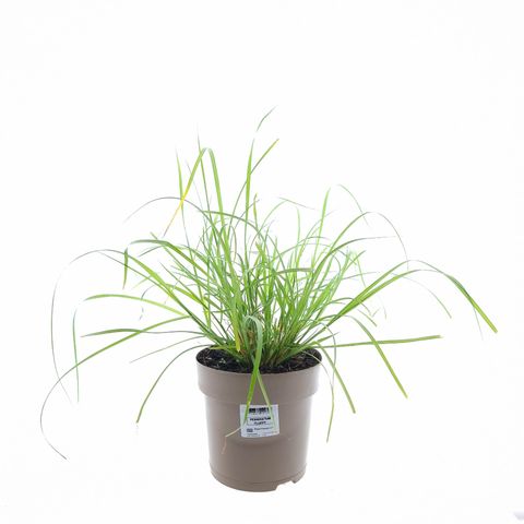 Pennisetum villosum 'Fluffy'