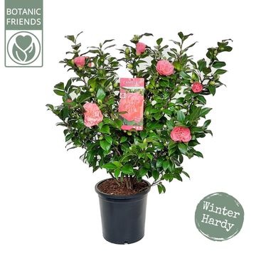 Camellia japonica 'Marie Bracey'